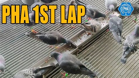 pha pigeon club|PHA SDR 4th lap. .